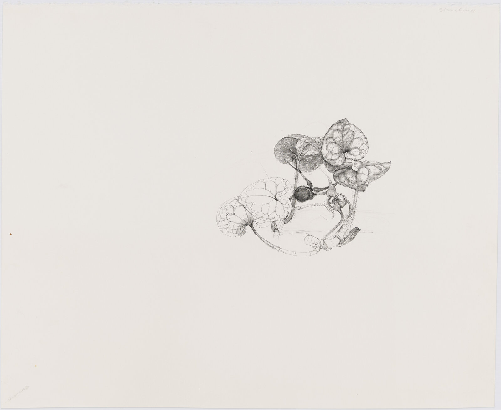 Charmian Johnson, not titled, date unknown, ink and graphite on paper, 18 x 22 in. (45 x 56 cm)