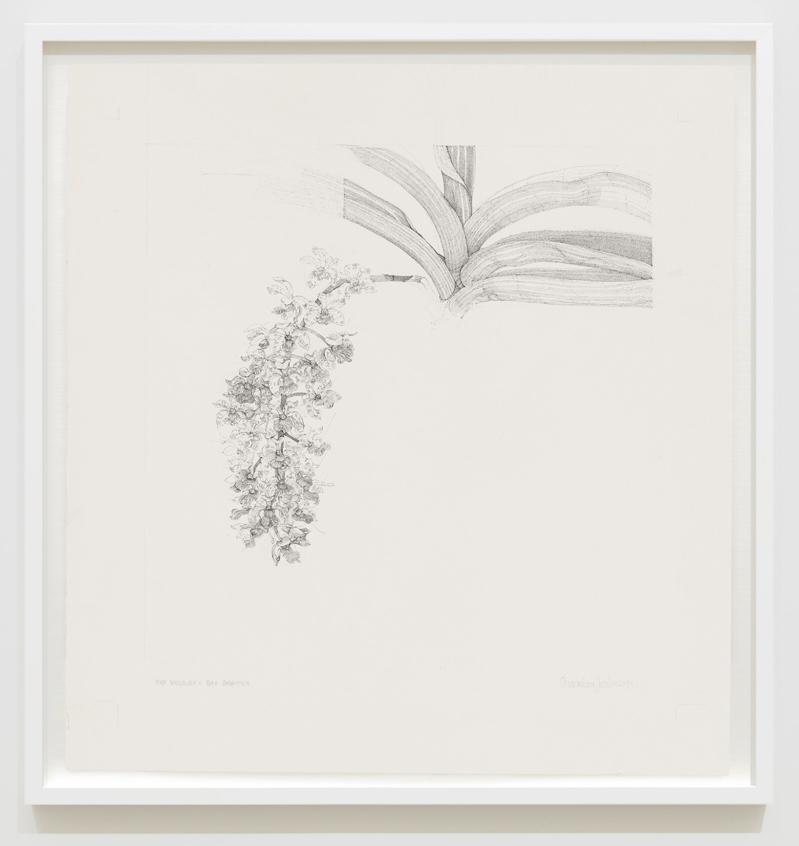 Charmian Johnson, Foxtail Orchid: Rhyncostus Violacea X Rhyncostus Gigantea, 1987, ink and graphite on paper, 27 x 26 in. (67 x 65 cm)