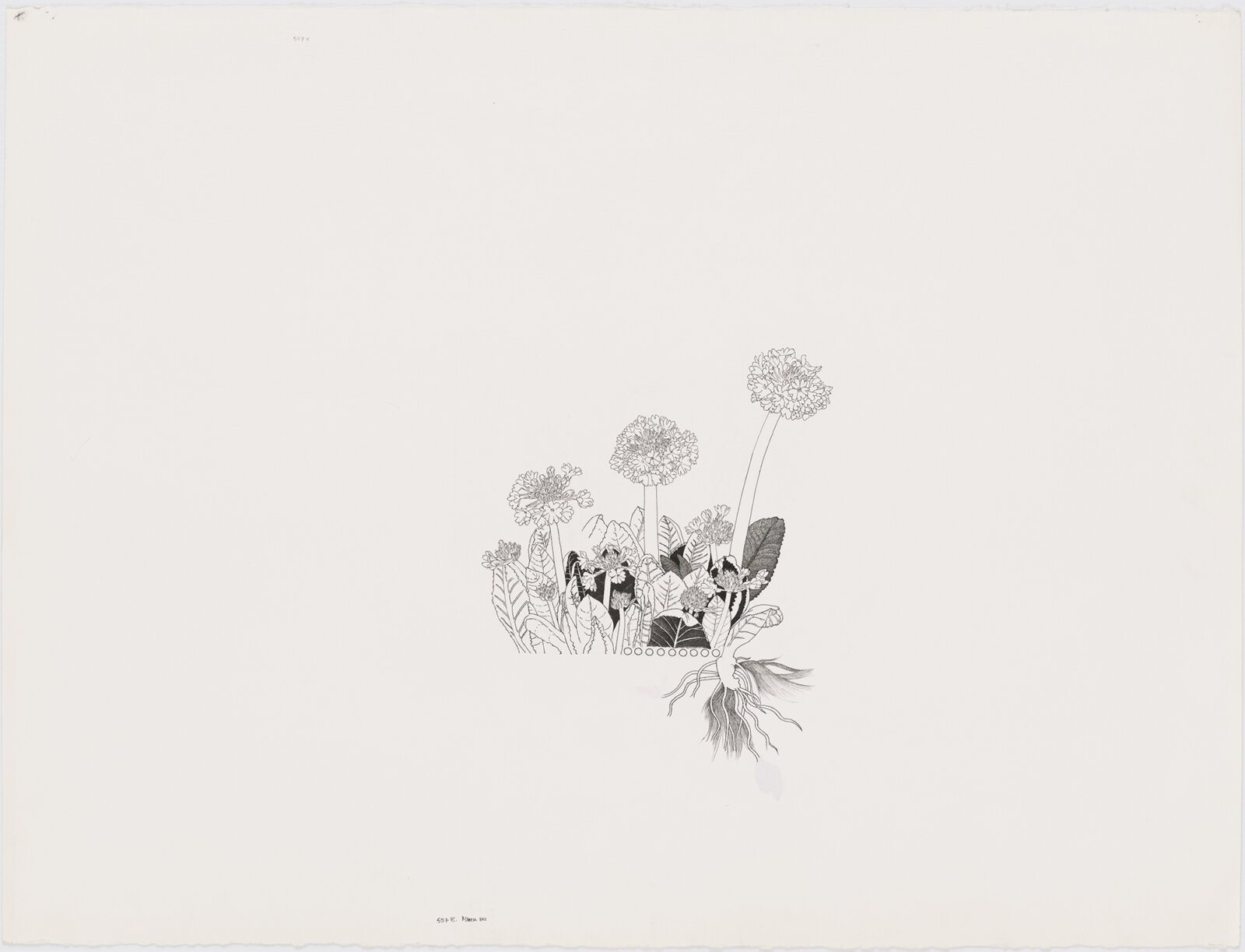 Charmian Johnson, not titled, 1980, ink on paper, 22 x 29 in. (56 x 74 cm)