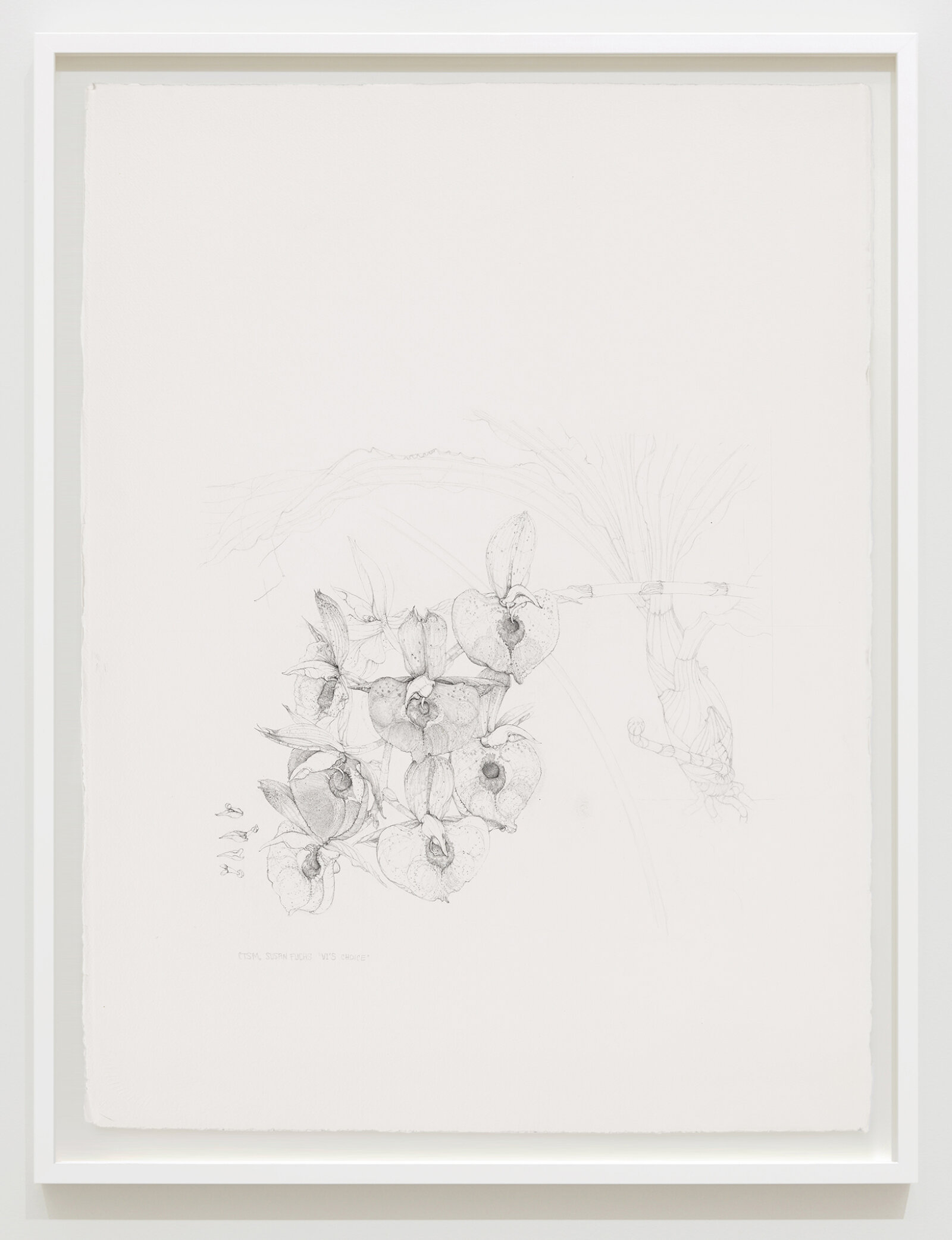 Charmian Johnson, CTSM. Susan Fuchs “Vi’s Choice”, date unknown, ink and graphite on paper, 34 x 26 in. (85 x 65 cm)