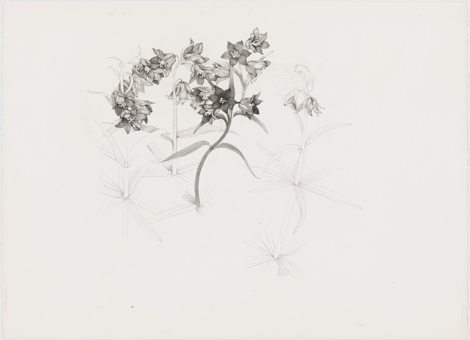 Charmian Johnson, not titled, date unknown, ink and graphite on paper, 22 x 30 in. (56 x 76 cm)