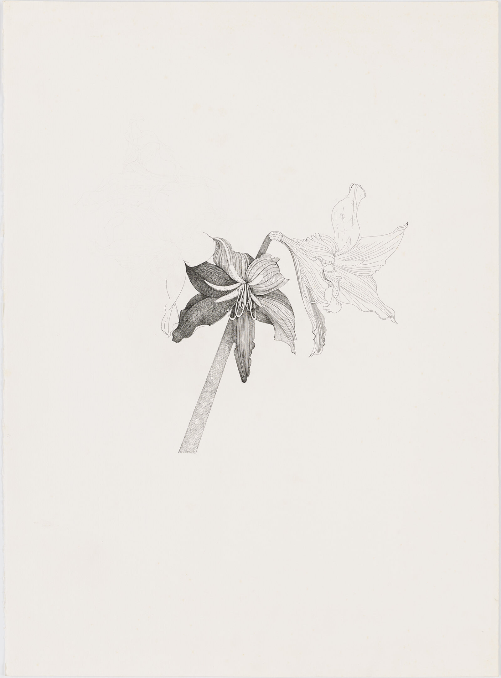 Charmian Johnson, not titled, date unknown, ink and graphite on paper, 30 x 22 in. (76 x 56 cm)