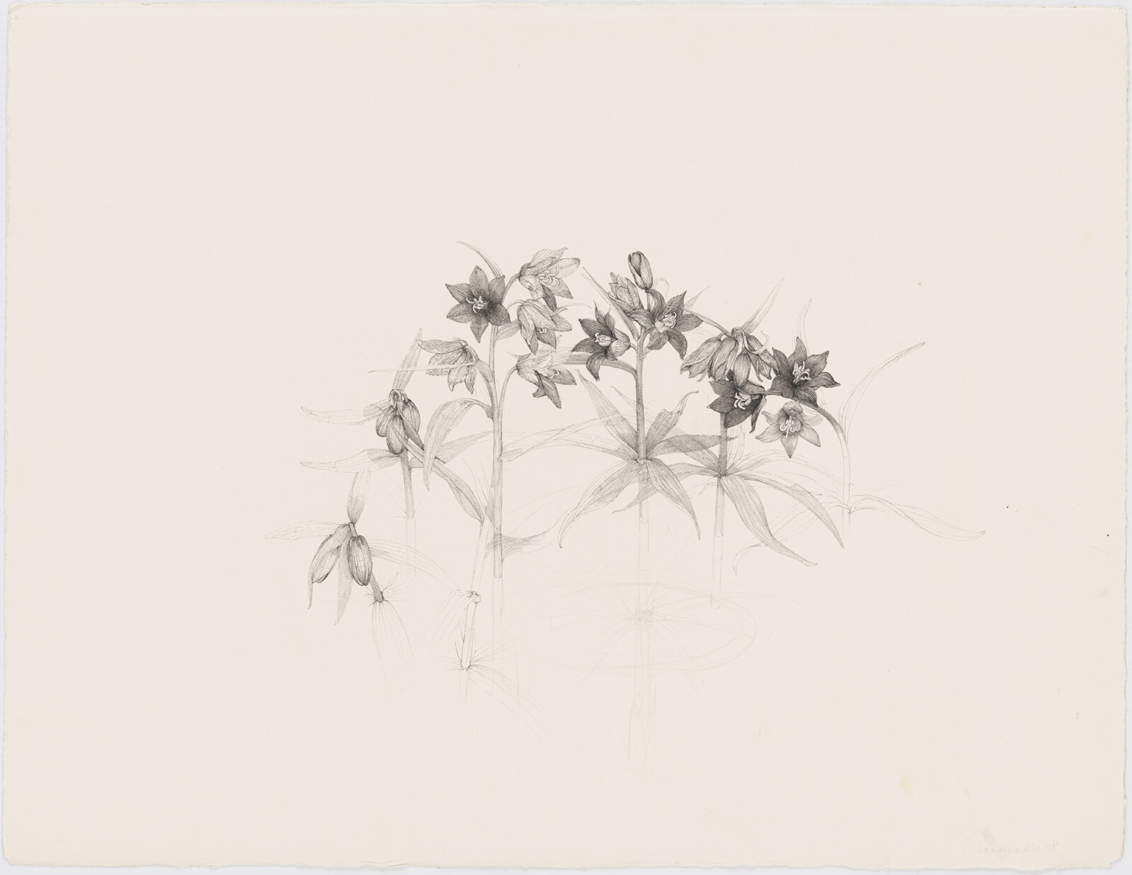 Charmian Johnson, not titled, date unknown, ink and graphite on paper, 23 x 36 in. (58 x 91 cm)