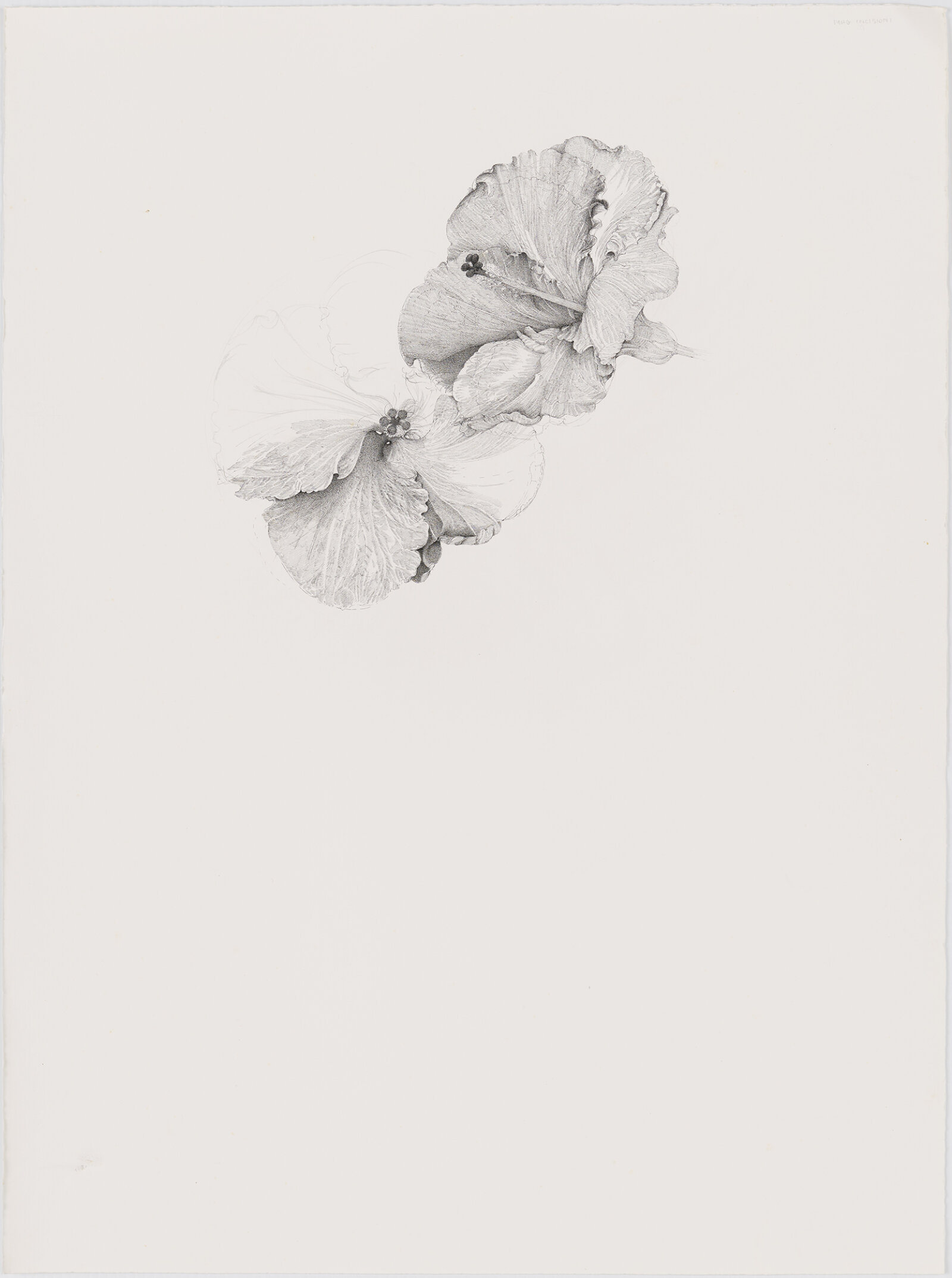 Charmian Johnson, not titled, date unknown, ink and graphite on paper, 30 x 22 in. (76 x 57 cm)