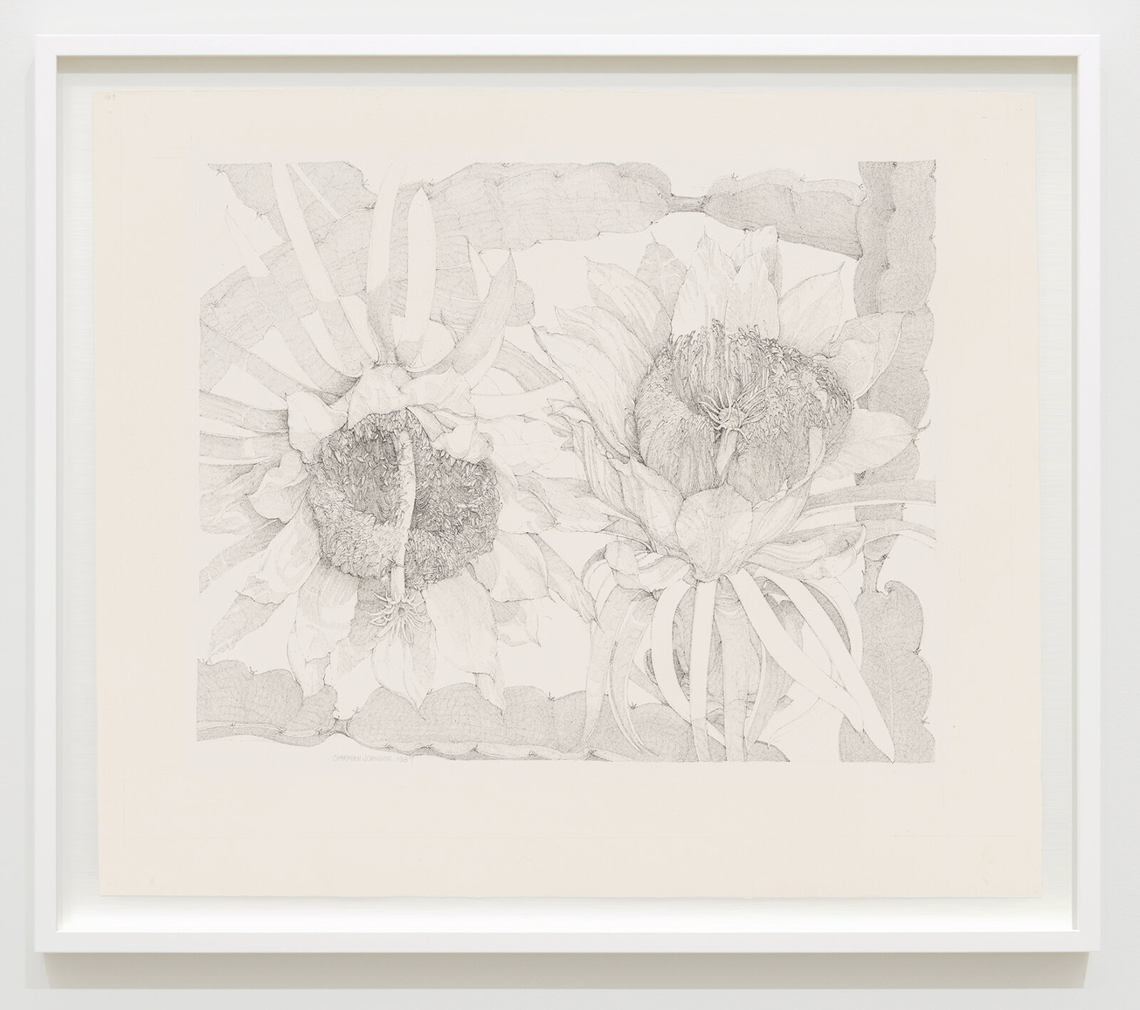 Charmian Johnson, Night-Blooming Cereus; Hylocereus Undatus, 1987, ink on paper, 26 x 30 in. (65 x 76 cm)