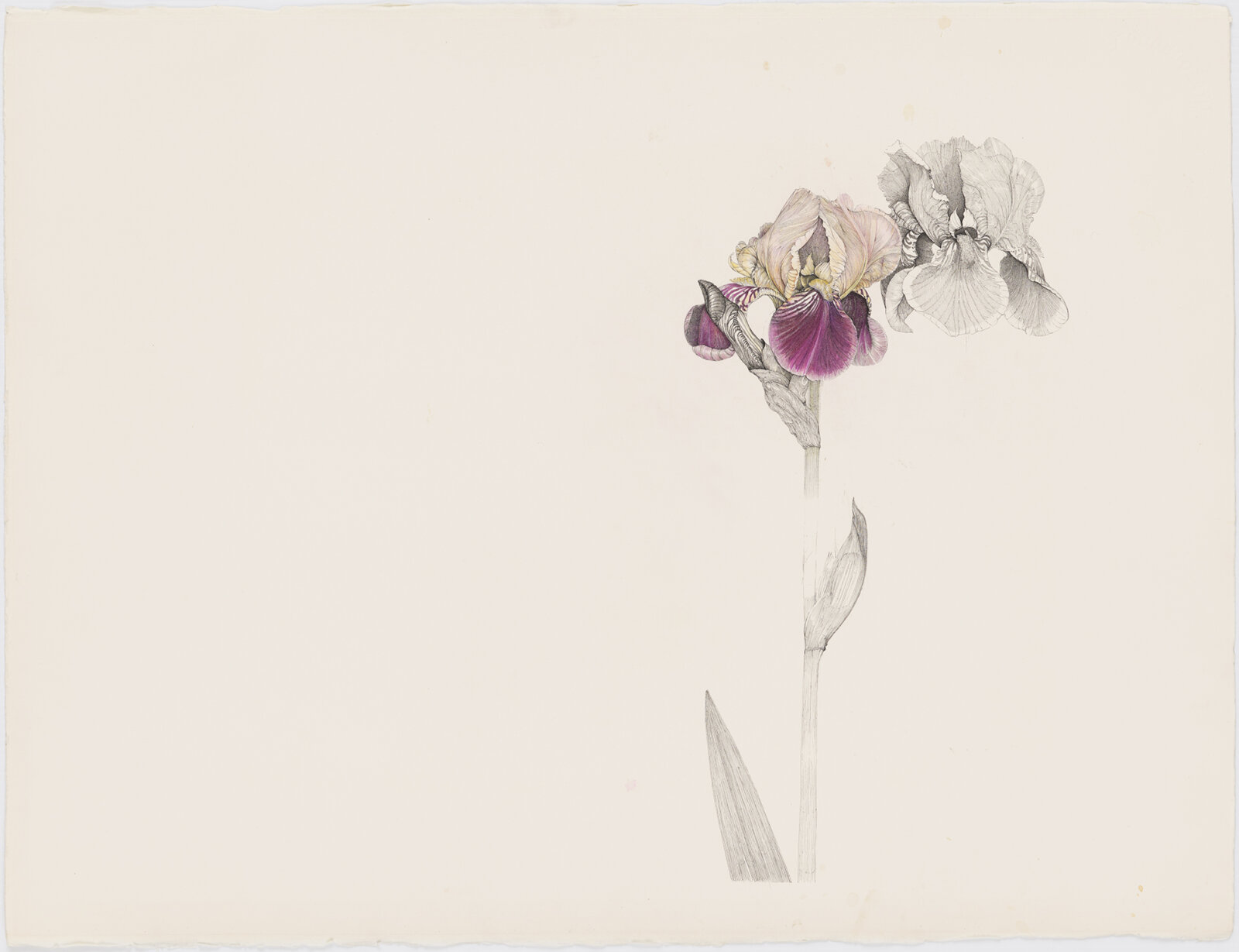 Charmian Johnson, not titled (recto), date unknown, ink, graphite, and coloured pencil on paper, 23 x 30 in. (58 x 76 cm)