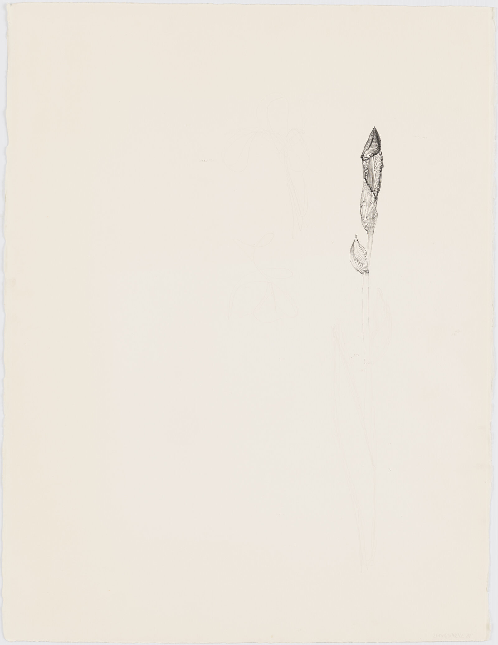 Charmian Johnson, not titled (verso), date unknown, ink, graphite, and coloured pencil on paper, 23 x 30 in. (58 x 76 cm)