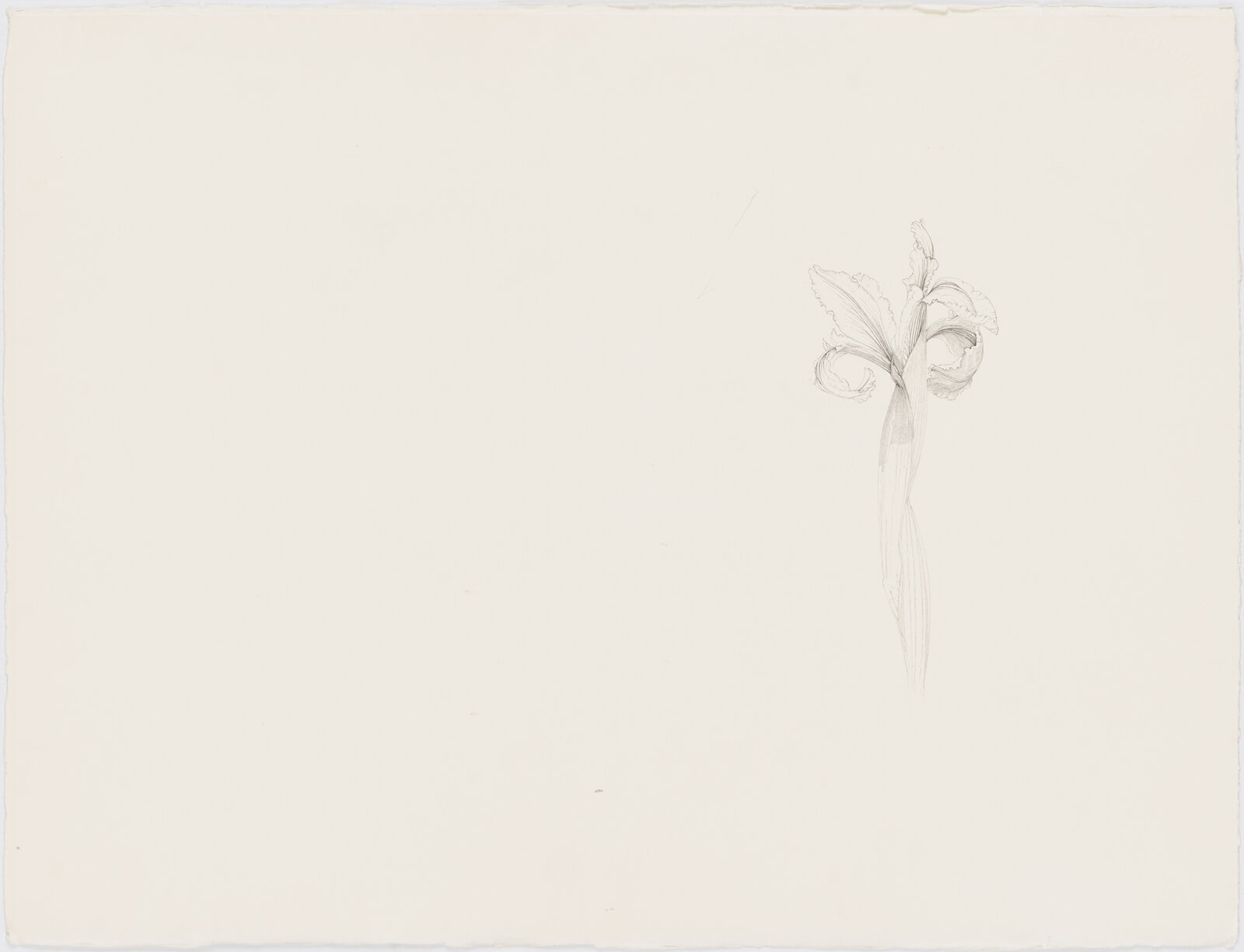 Charmian Johnson, not titled (verso), date unknown, ink on paper, 31 x 23 in. (78 x 59 cm)