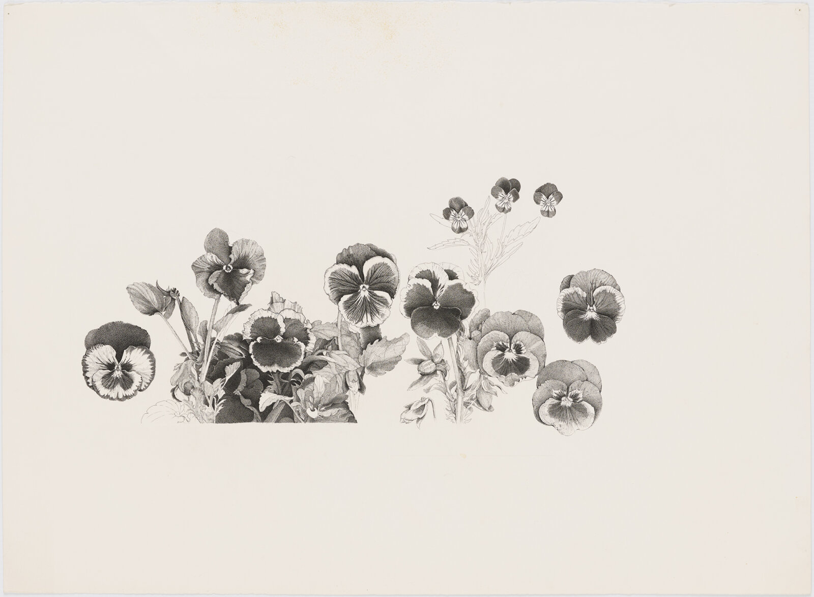 Charmian Johnson, not titled (recto), date unknown, ink and graphite on paper, 22 x 30 in. (56 x 76 cm)