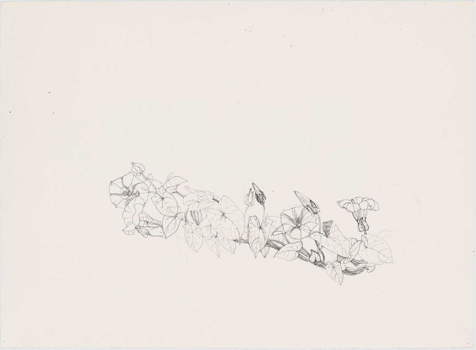 Charmian Johnson, not titled (verso), date unknown, ink and graphite on paper, 22 x 30 in. (56 x 76 cm)