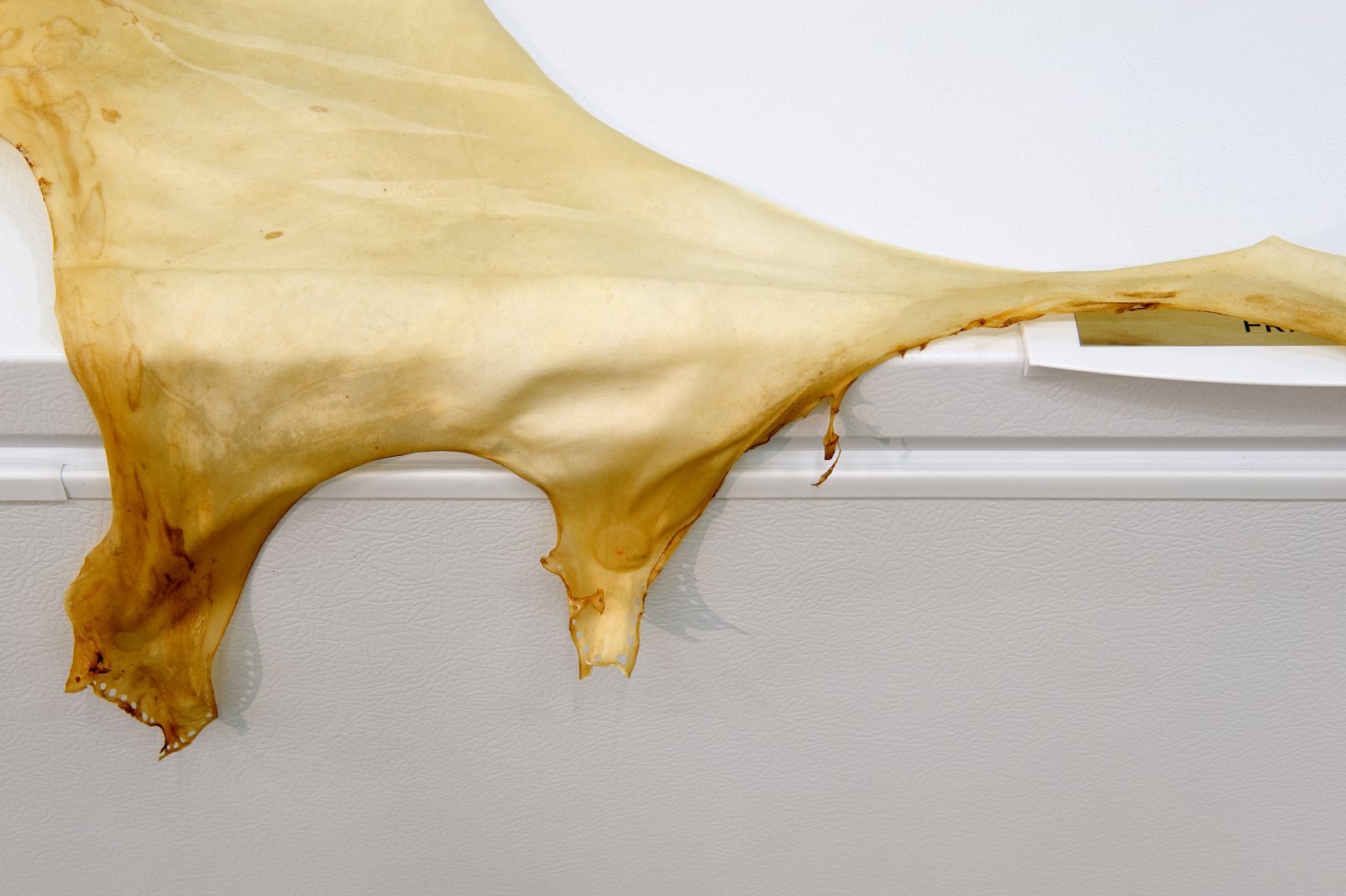 Brian Jungen, Eye (detail), 2010, freezer, deer hide, 34 x 41 x 13 in. (86 x 104 x 32 cm) by Brian Jungen
