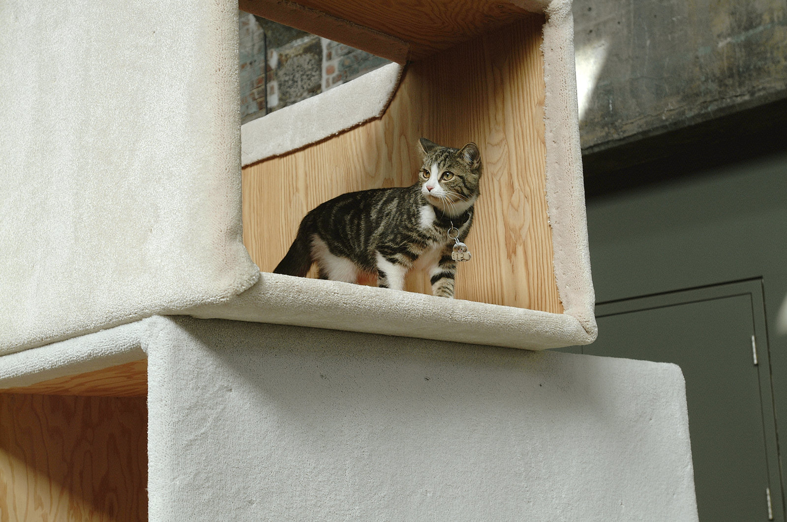 Brian Jungen, Habitat 04 - Cité radieuse des chats/Cats Radiant City (detail), 2004, plywood, carpet, cats, 132 x 180 x 336 in. (335 x 457 x 853 cm)