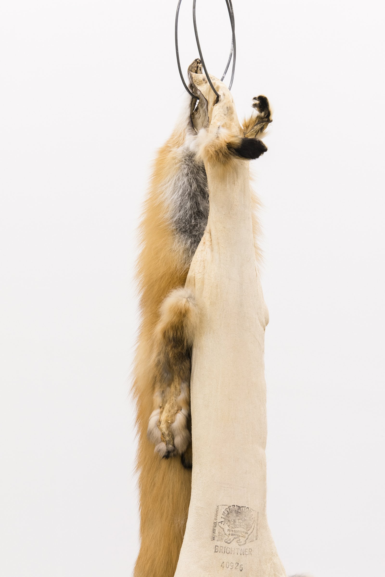 Duane Linklater, Kiss (detail), 2014, fox furs, garment rack, hangers, 66 x 60 x 20 in. (168 x 151 x 52 cm) by Duane Linklater