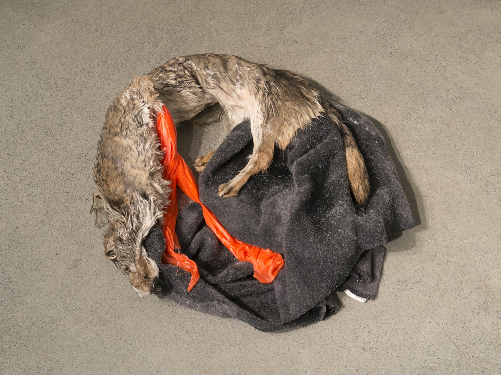 Duane Linklater, Torpor (detail), 2016, coyote fur, wool blanket, polyester cloth, resin, found picture, shoelace, brick, dimensions variable