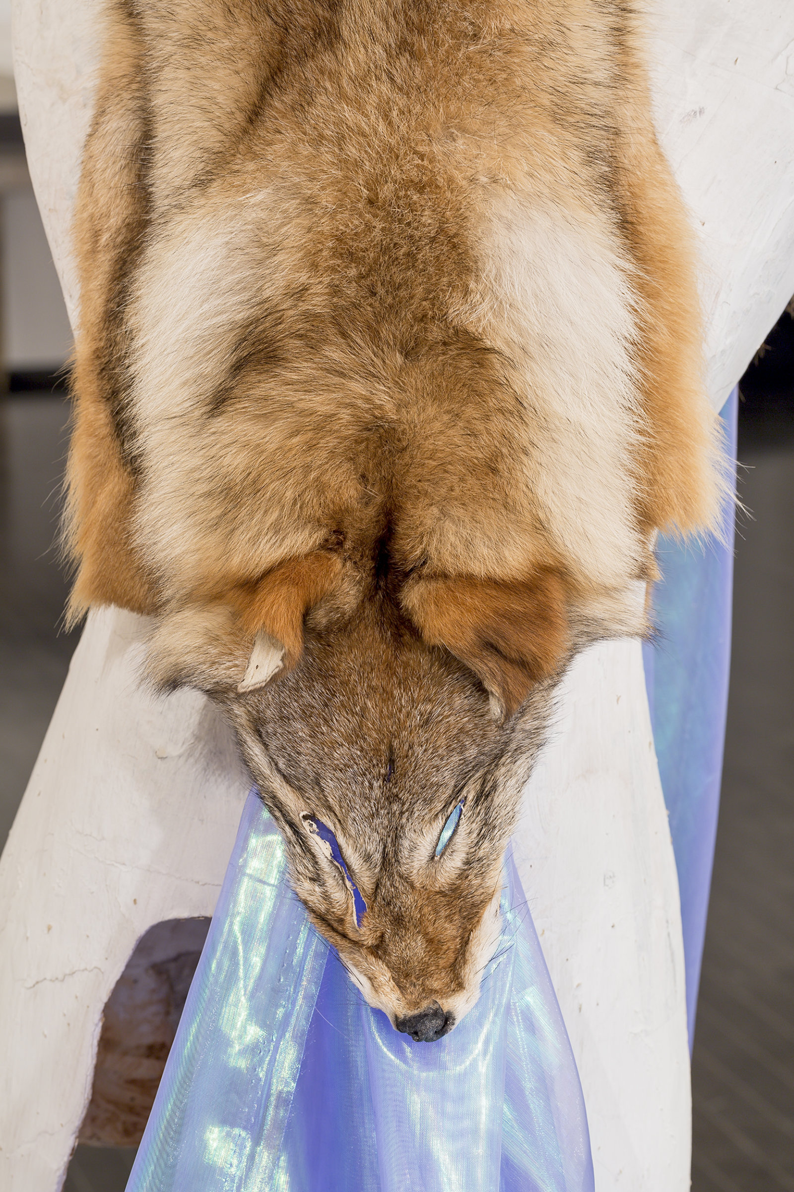 Duane Linklater, Beast of Burden (detail), 2016, coyote fur, dress form, gypsum, steel, wood, dimensions variable