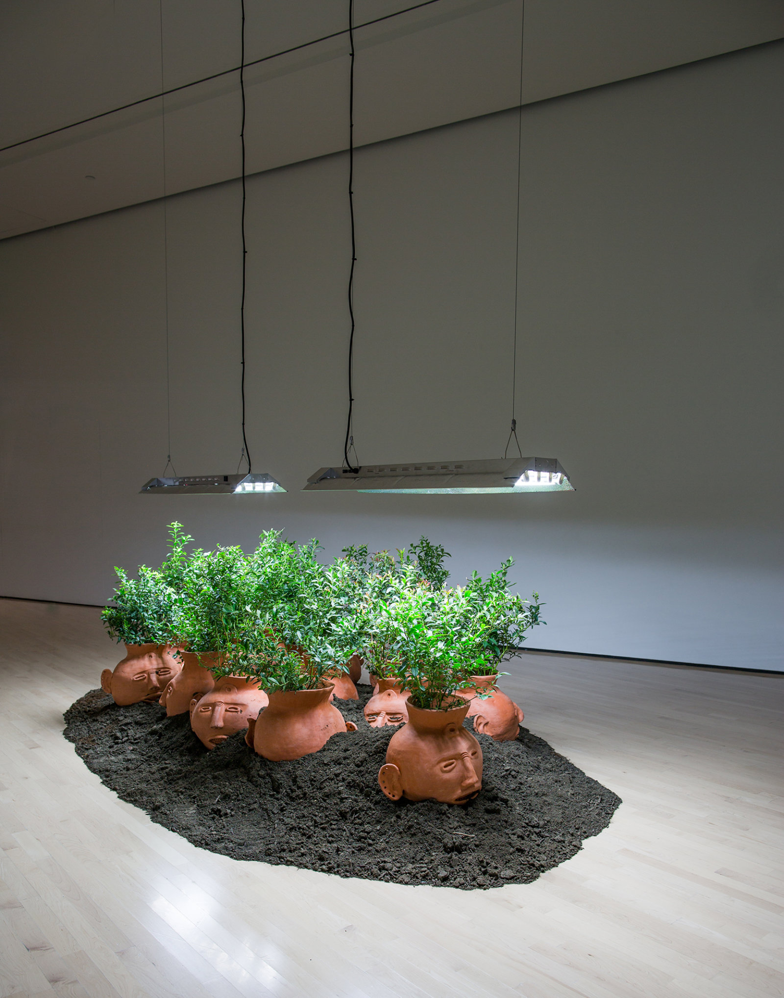 Duane Linklater, Blueberries for 15 vessels, 2012–2017, blueberry bushes, clay, earth, dimensions variable. Installation view, Field Station: Duane Linklater, MSU Broad, East Lansing, MI, 2017