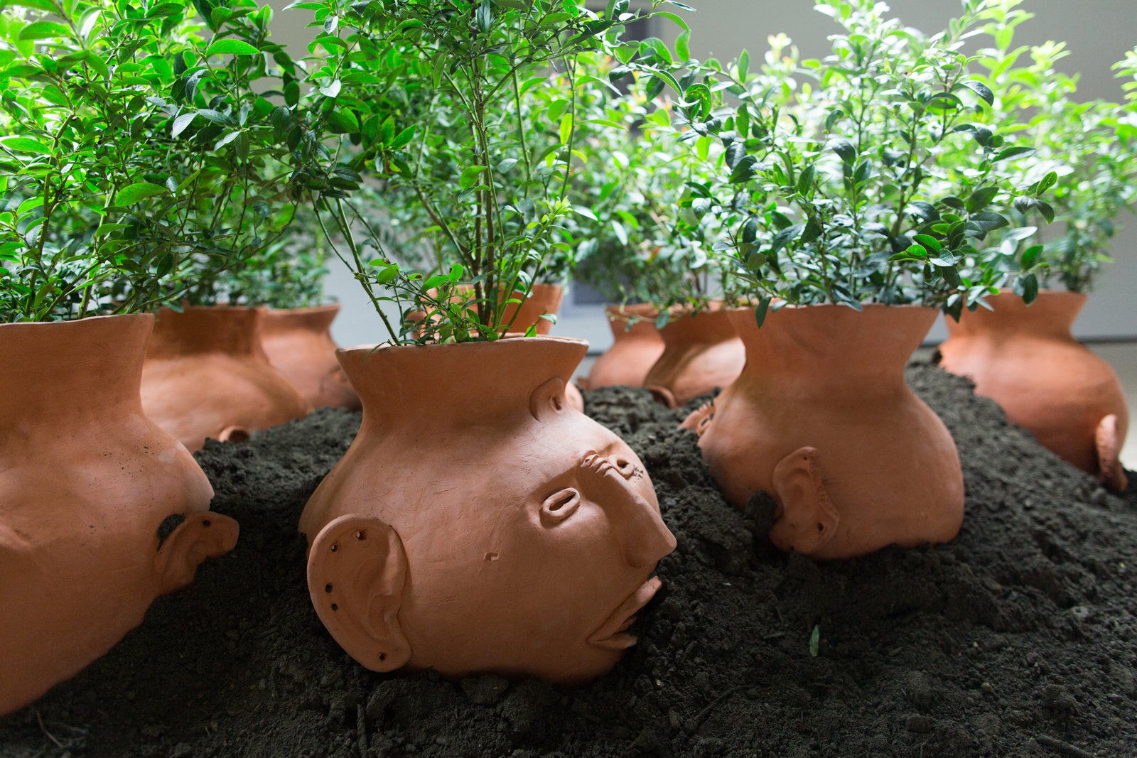 Duane Linklater, Blueberries for 15 vessels (detail), 2012–2017, blueberry bushes, clay, earth, dimensions variable. Installation view, Field Station: Duane Linklater, MSU Broad, East Lansing, MI, 2017