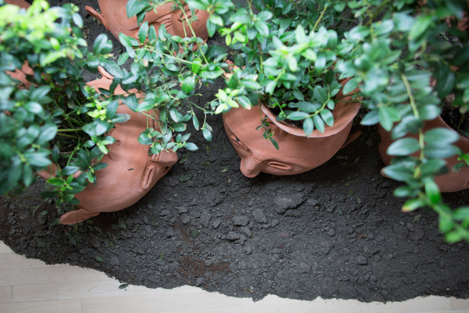 Duane Linklater, Blueberries for 15 vessels (detail), 2012–2017, blueberry bushes, clay, earth, dimensions variable. Installation view, Field Station: Duane Linklater, MSU Broad, East Lansing, MI, 2017