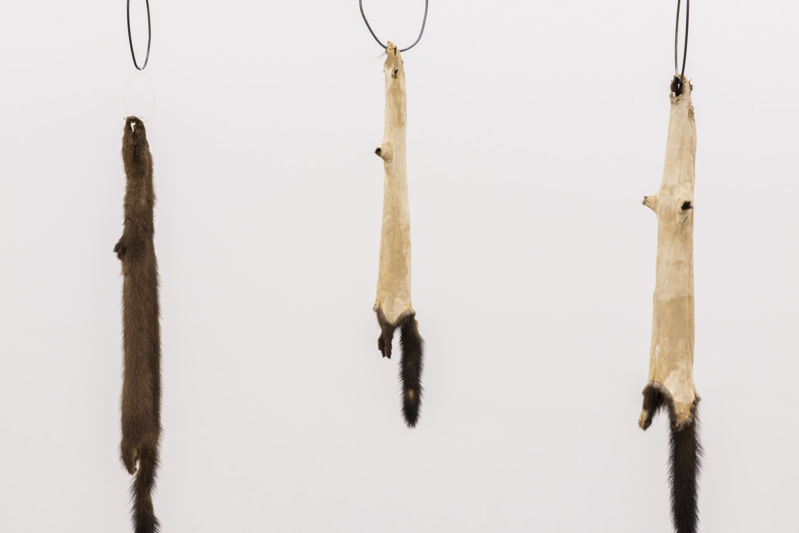 Duane Linklater, Little ghosts (detail), 2014, mink furs, garment rack, plastic cable tie, hangers, 66 x 60 x 20 in. (168 x 151 x 52 cm)