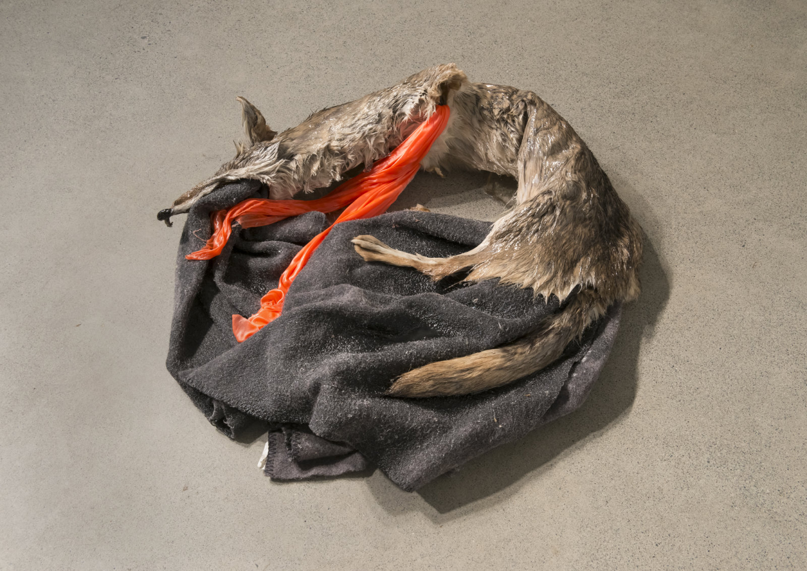 Duane Linklater, Torpor (detail), 2016, coyote fur, wool blanket, polyester cloth, resin, found picture, shoelace, brick, dimensions variable