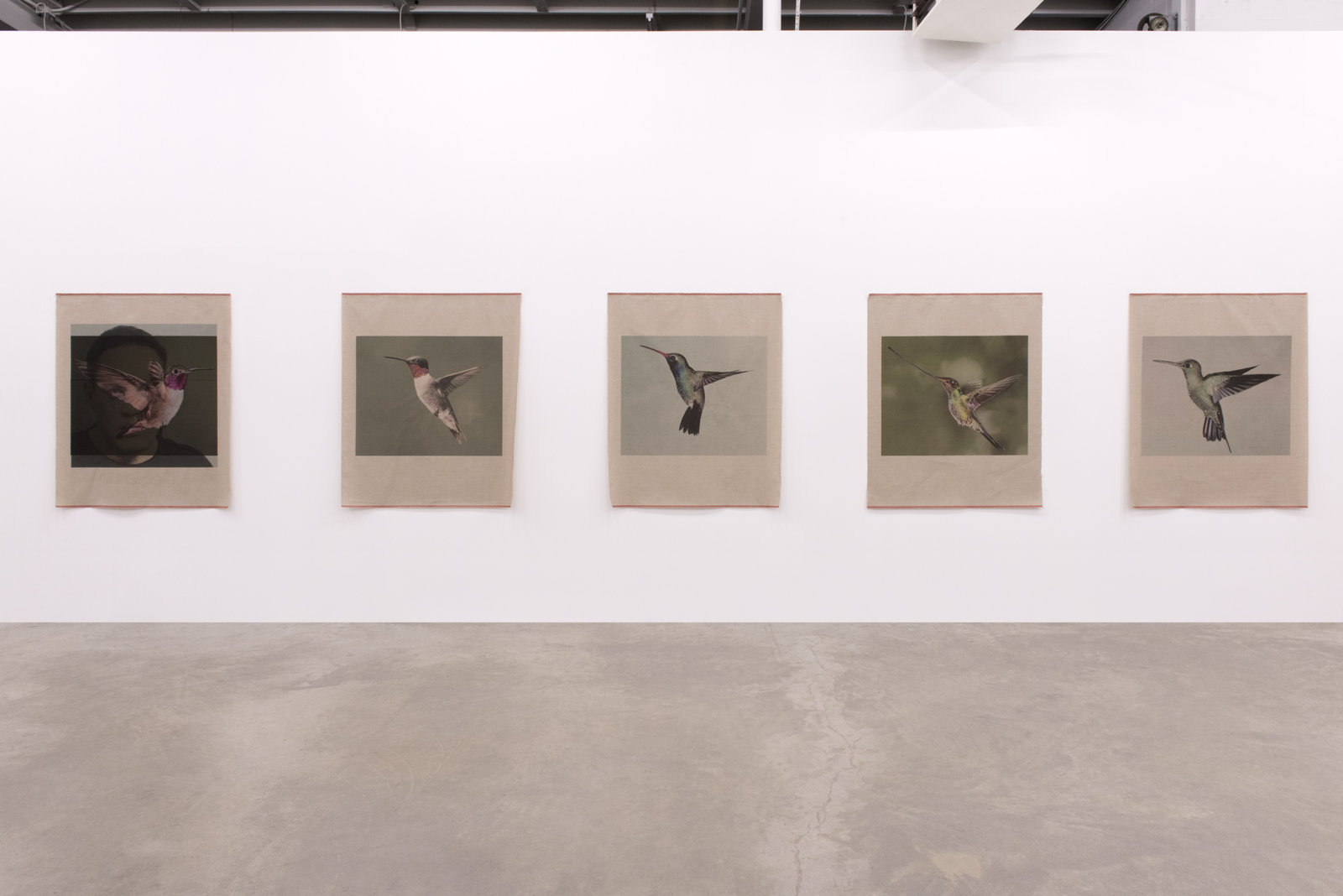 Duane Linklater, You chose feathers, 2014, 5 inkjet prints on linen, nails, each print: 54 x 43 inches (136 x 110 cm)