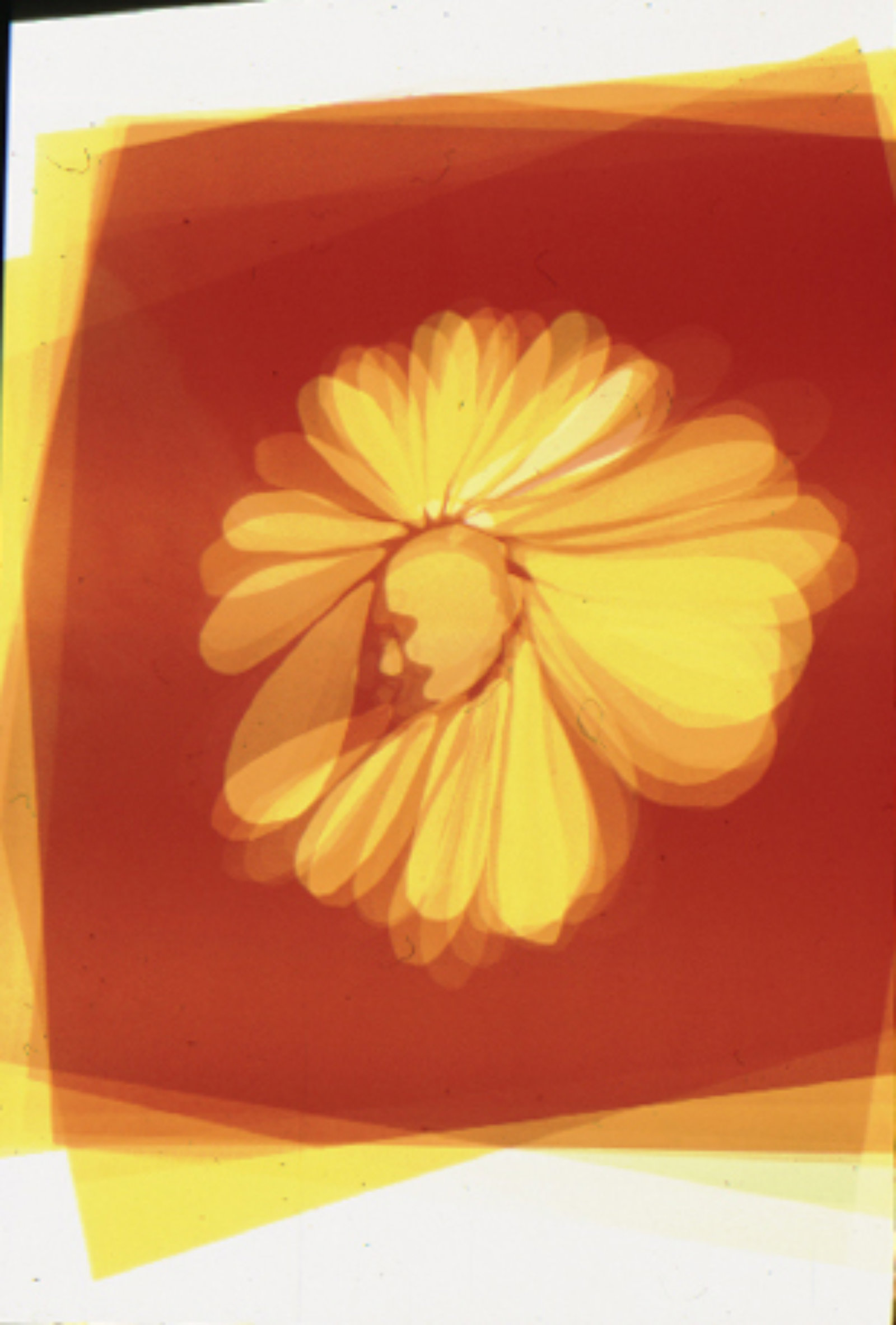 Christina Mackie, Petalhead (still), 2003, DVD projection, animation of digital photographic gels sequence and 35 mm slide sequence, 5 minutes, 22 seconds