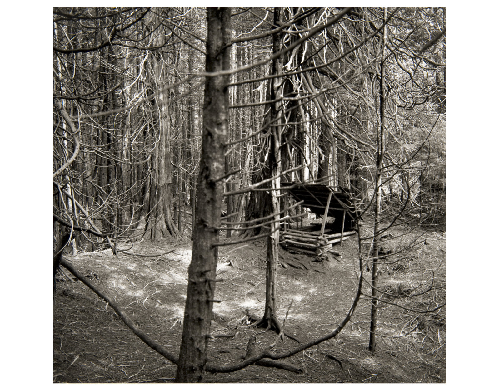 Liz Magor, Deep Woods Portfolio, 1999, 8 toned silver prints, 5: 11 x 14 in. (28 x 35 cm), 3: 8 x 10 in. (13 x 17 cm)
