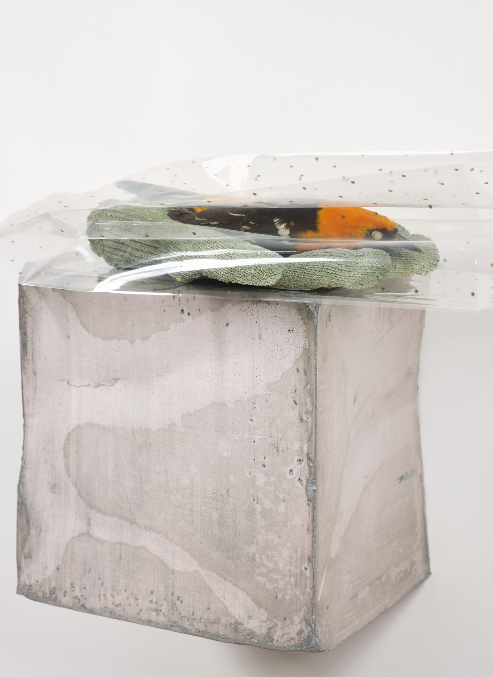 Liz Magor, Small Hand (detail), 2019, polymerized gypsum, naturalized bird, cellophane, 10 x 12 x 6 in. (25 x 31 x 17 cm)