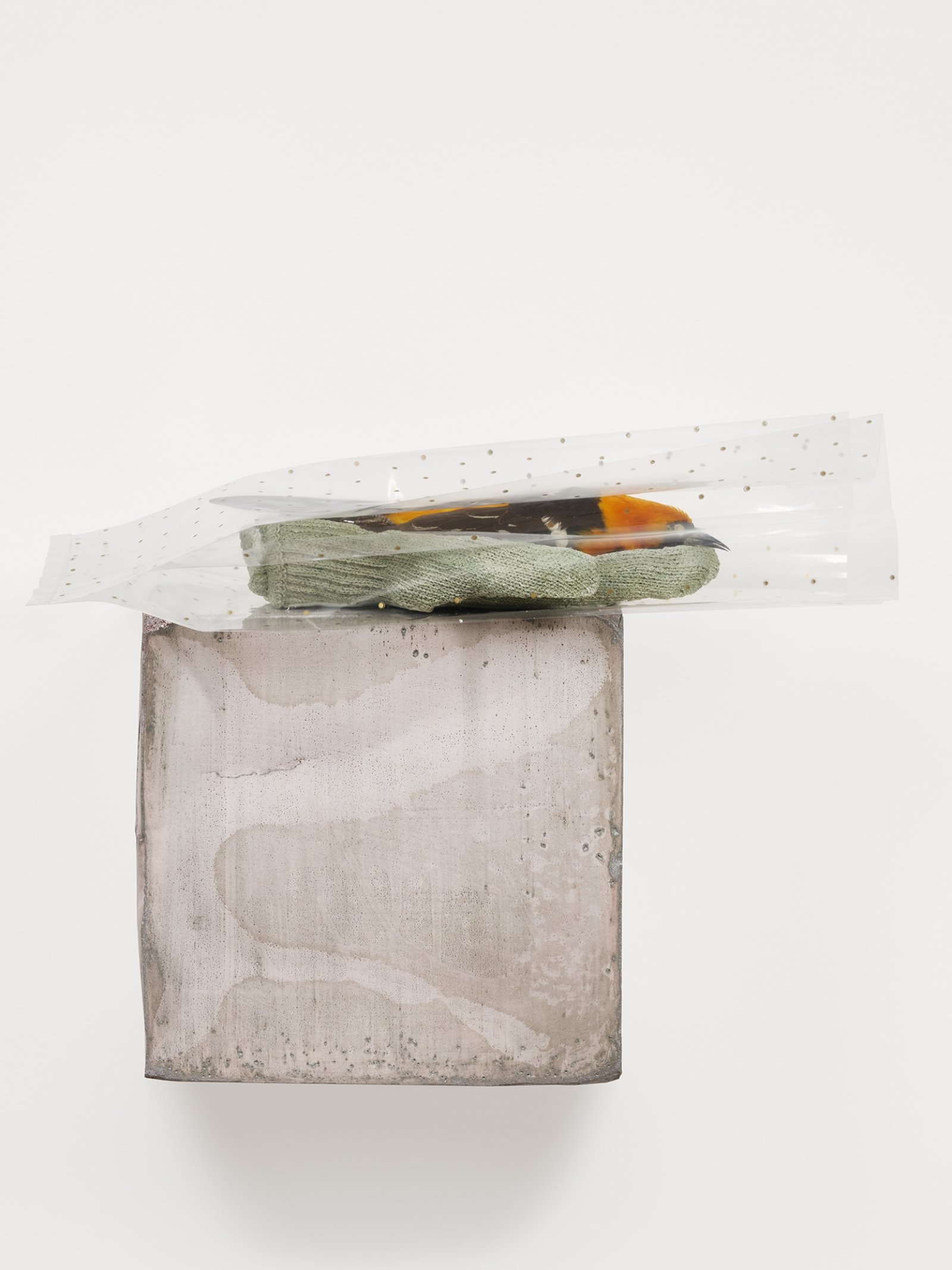 Liz Magor, Small Hand, 2019, polymerized gypsum, naturalized bird, cellophane, 10 x 12 x 6 in. (25 x 31 x 17 cm)