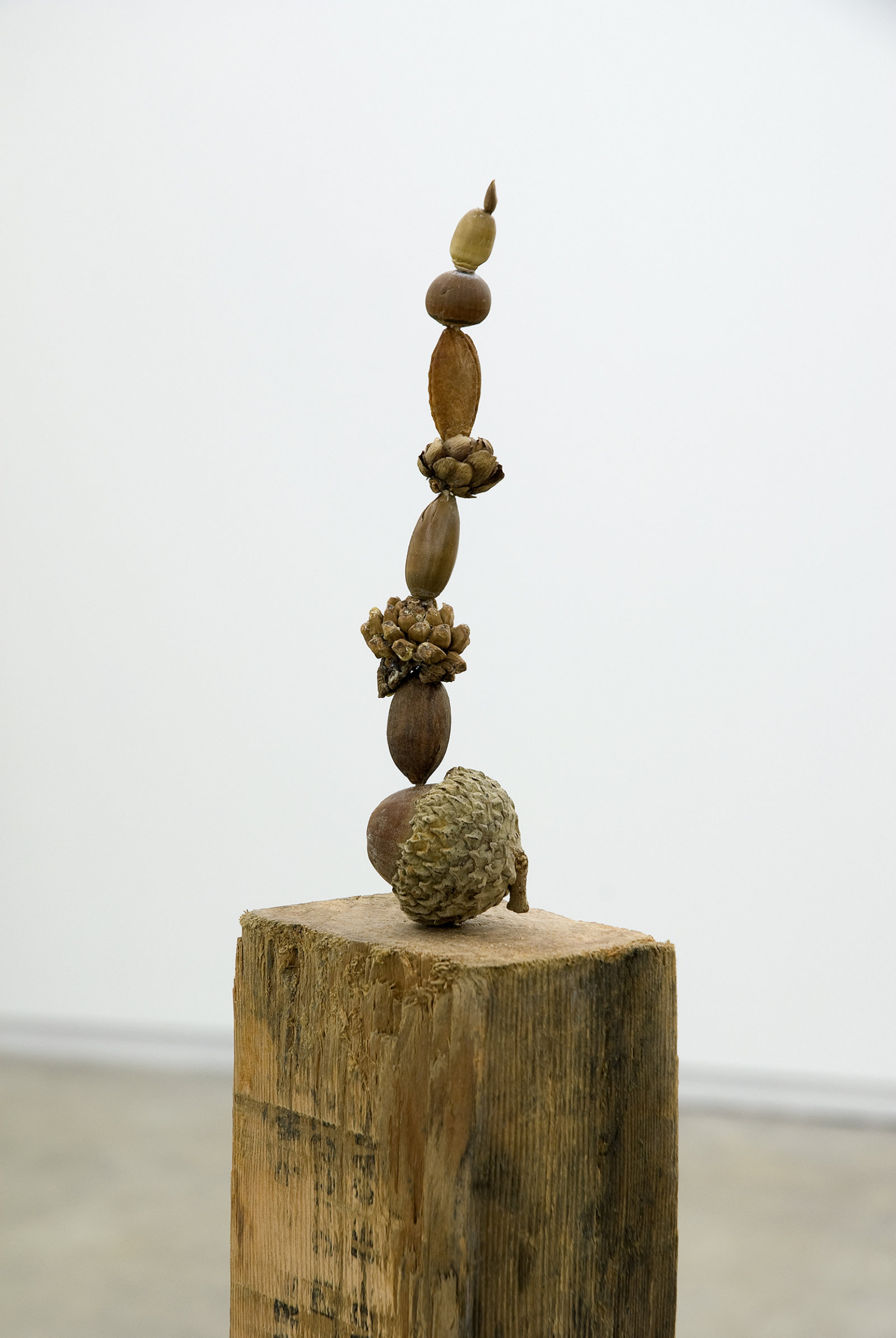 Ashes Withyman, Judd also planted these trees from Uncertain Pilgrimage (detail), 2006-2009, nectarine pit, apple seed, Rothko pecan, Judd cone, unidentified seeds and nuts, found wood, 47 x 4 x 3 in. (118 x 9 x 6 cm)