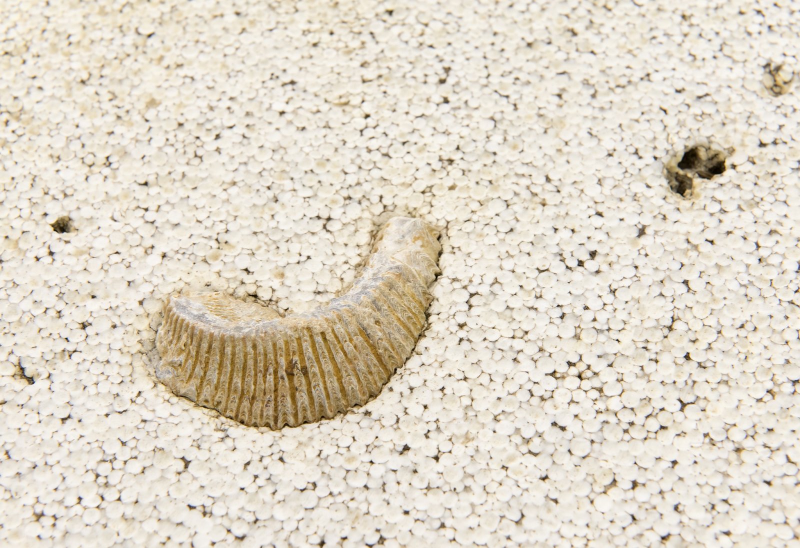 Ashes Withyman, Naturgemälde (detail), 2017, brachiopod, trilobite, zipper clam, styrofoam, 8 x 28 x 48 in. (20 x 72 x 122 cm)