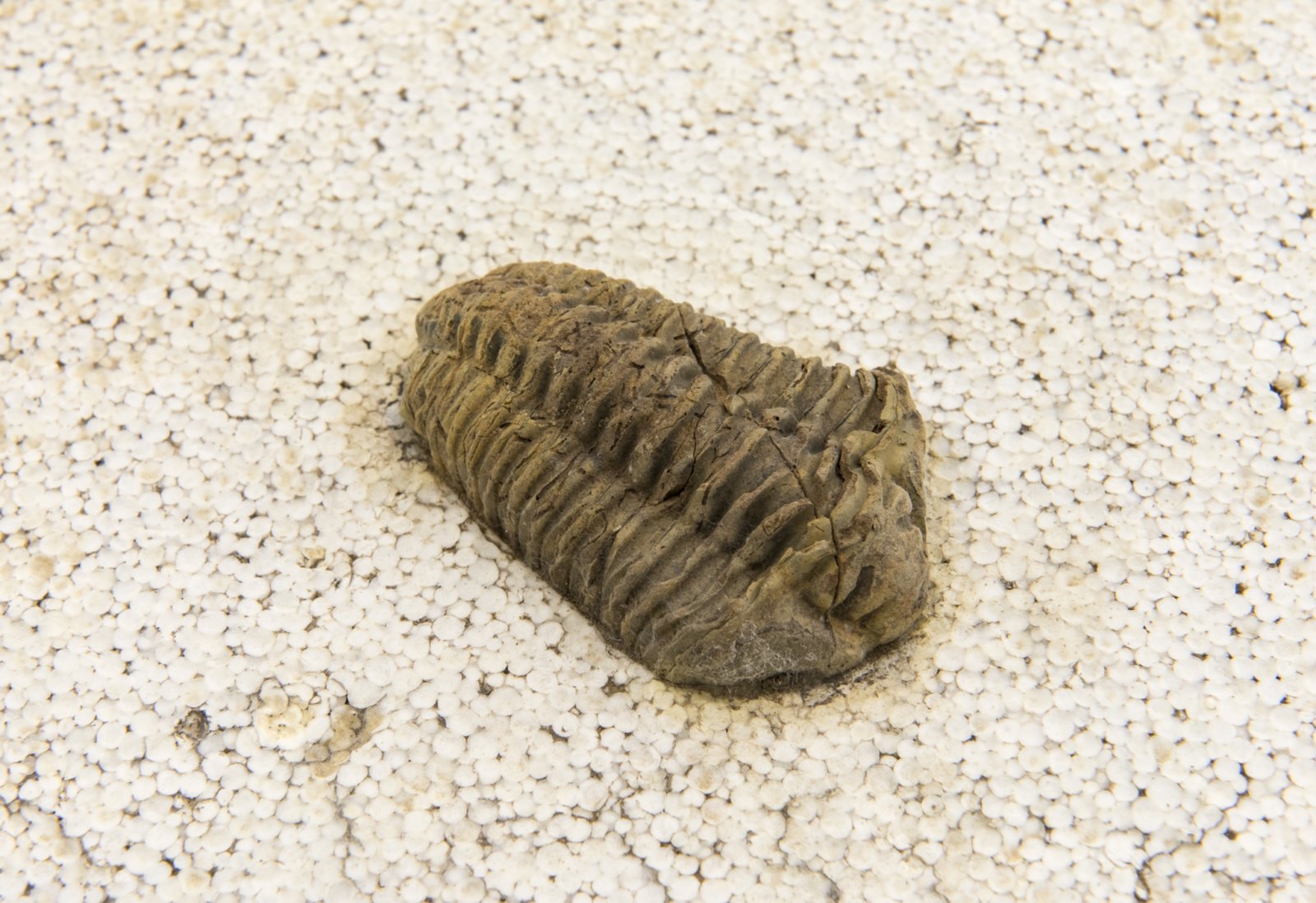Ashes Withyman, Naturgemälde (detail), 2017, brachiopod, trilobite, zipper clam, styrofoam, 8 x 28 x 48 in. (20 x 72 x 122 cm)