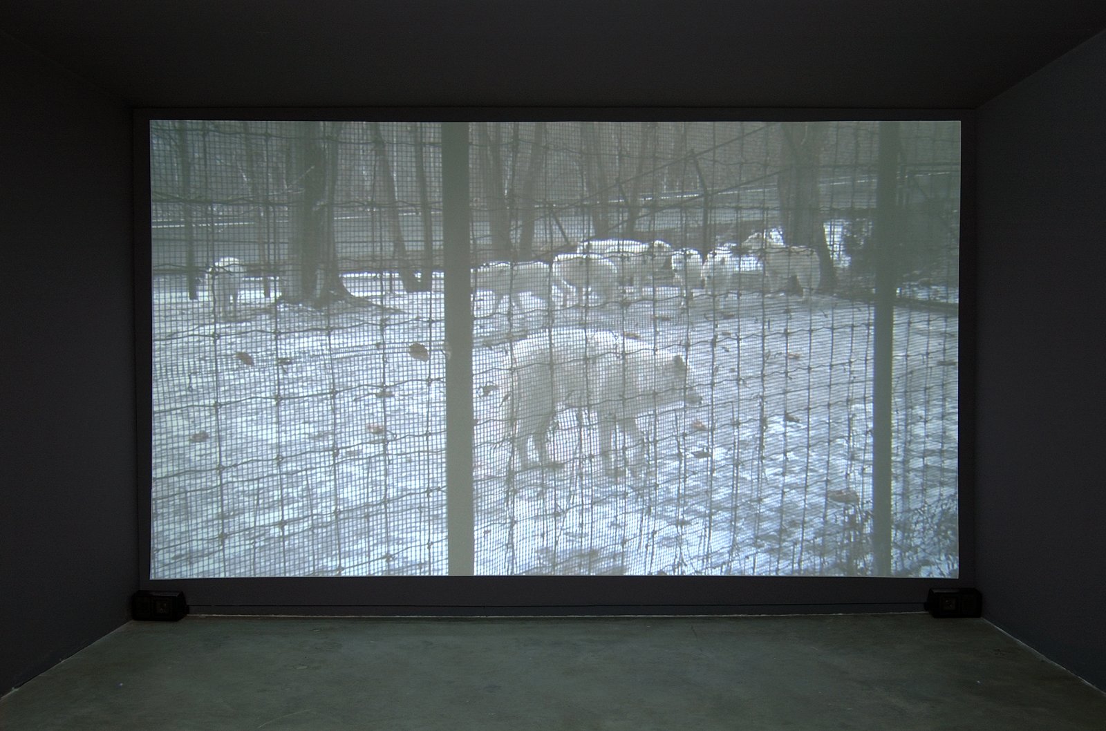 Kevin Schmidt, Sad Wolf (detail), 2006, DIY projection installation, 4 minutes, 11 seconds. Installation view, Catriona Jeffries, Vancouver, 2006 by Kevin Schmidt