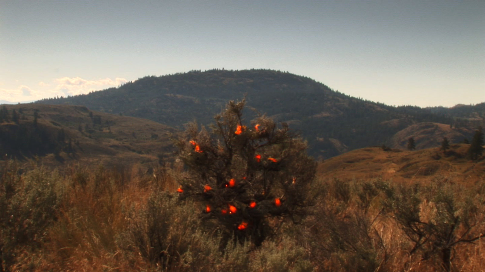 Kevin Schmidt, Burning Bush (still), 2005, HD video loop, 5 hours, 3 minutes